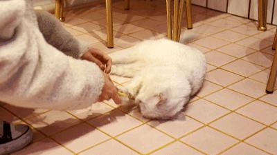 吃饭玩耍一体店,吃饭撸猫二选一