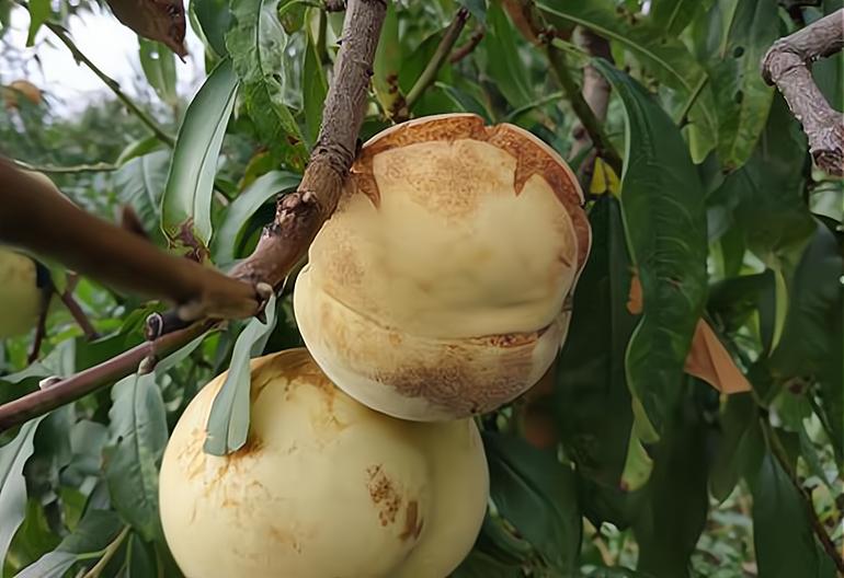 爆炸桃是炸的好还是不炸的好,爆炸桃是骗局吗