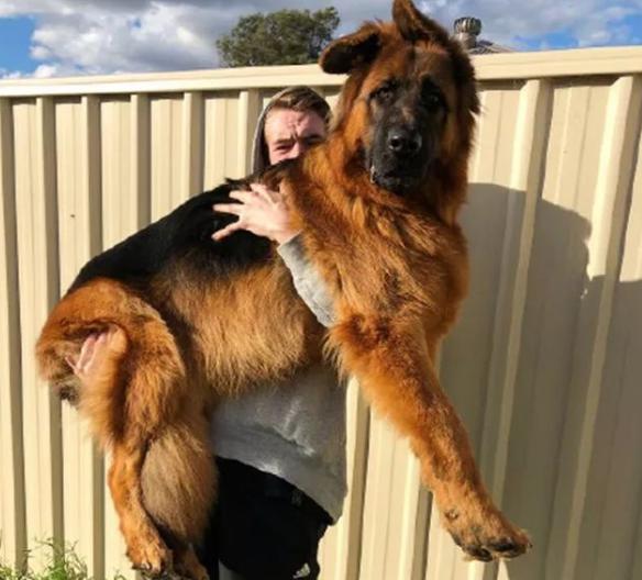 德牧呕吐白沫啥原因,德牧呕吐的厉害