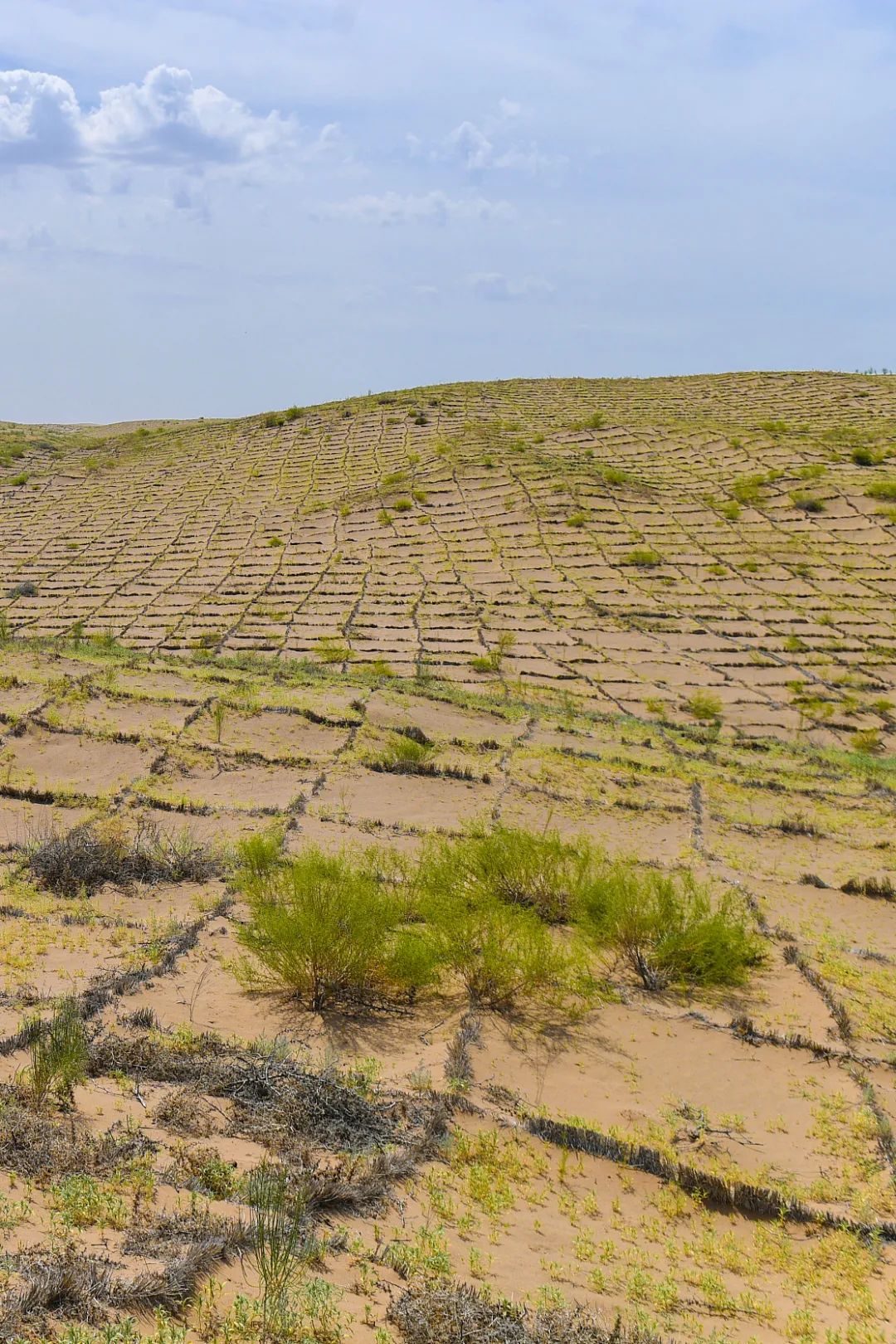 中国植树造林成果国外有什么看法,植树造林改造沙漠