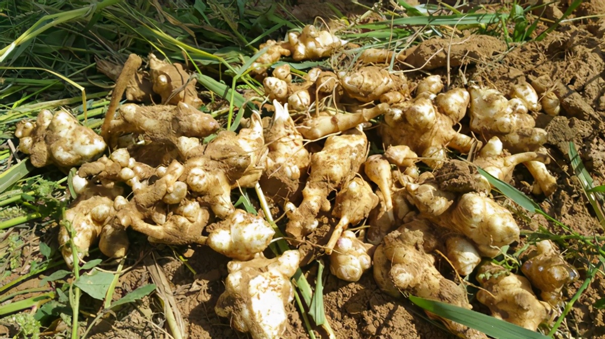 立春种生姜,冬天刚出芽的生姜怎样养护