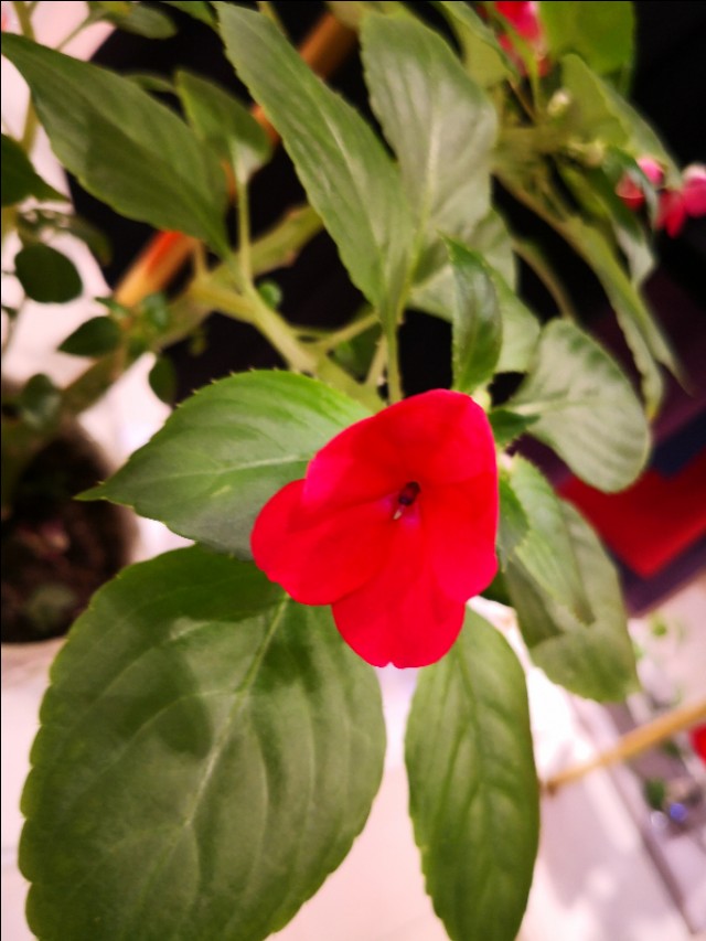 西宁之夏丨遇见美丽的凤仙花