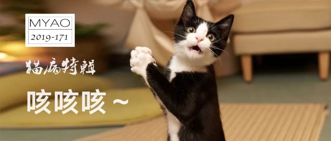 猫病视频,猫病初愈