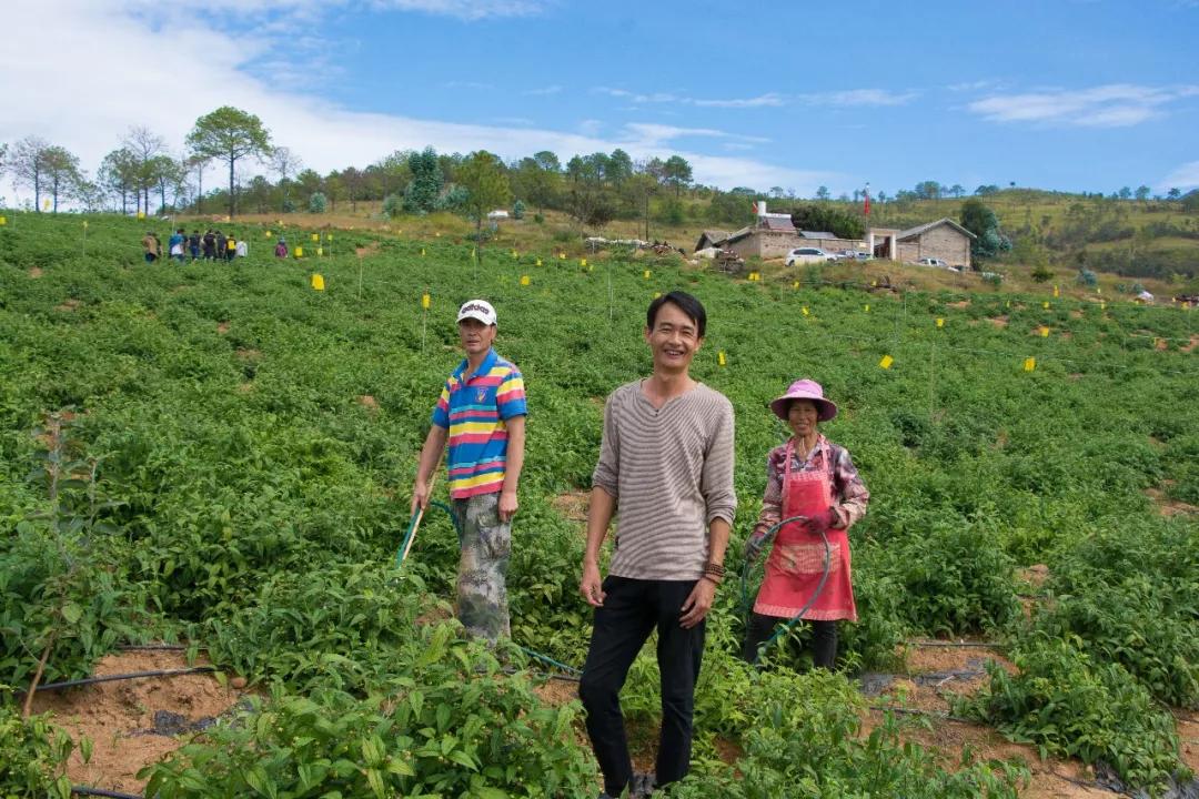 永胜油茶罐,永胜油茶罐装