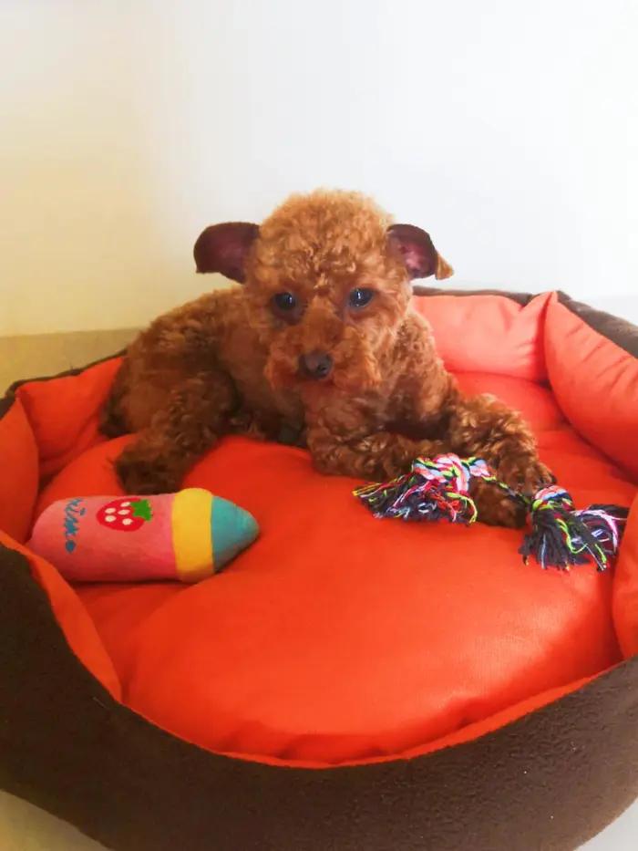 流浪的小泰迪,流浪泰迪犬的故事