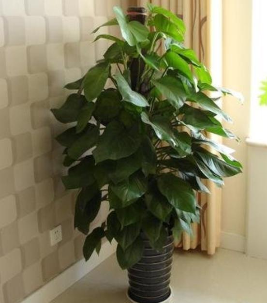 绿萝有黄叶和黑斑怎么办,绿萝出现好多黄叶是什么原因