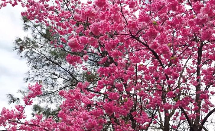 沾益玉林山公园,曲靖沾益玉林山公园