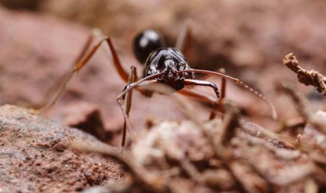 常见的蚂蚁图片,最常见的蚂蚁种类图片