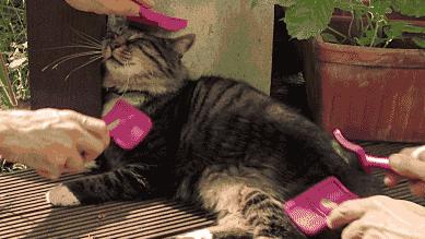 网友哭了：抓破沙发、抓坏窗帘，猫咪为什么那么喜欢到处磨爪子？