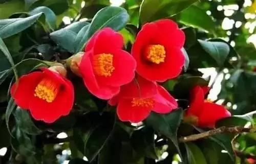 以桂花为市花的城市有哪些,中国每个城市的市花是什么