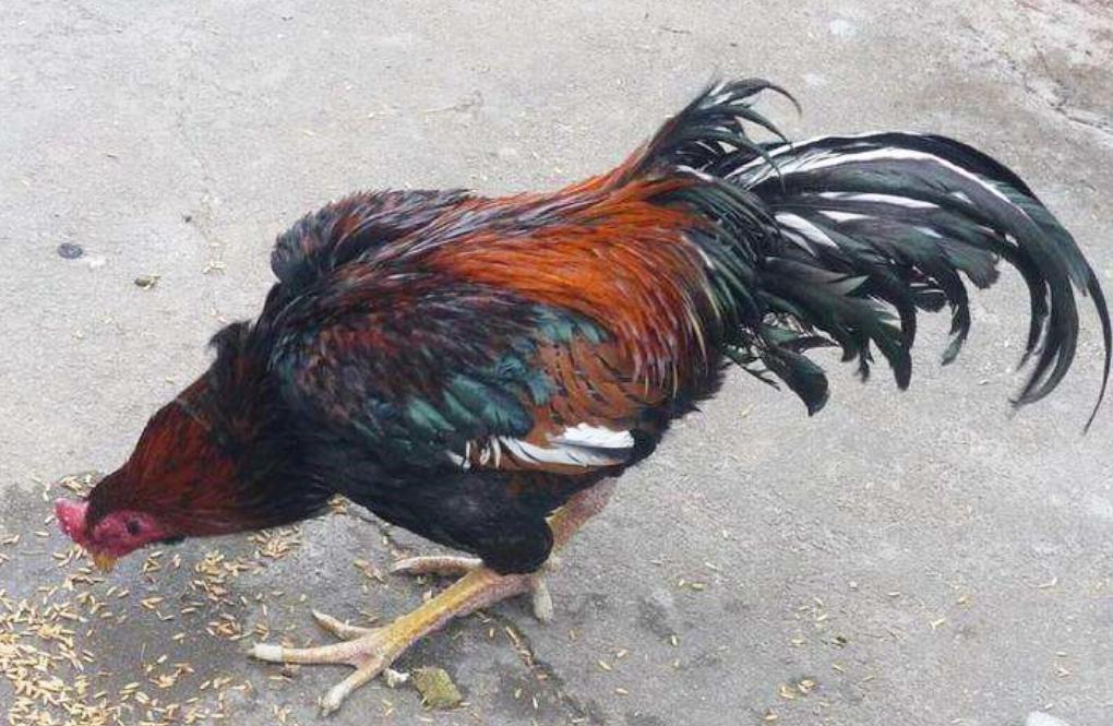 雄起全兴队震撼五洲大地,全兴四川雄起