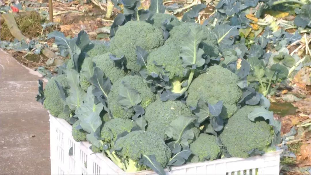 西兰花收购价,西蓝花从定值到采收需要多少天