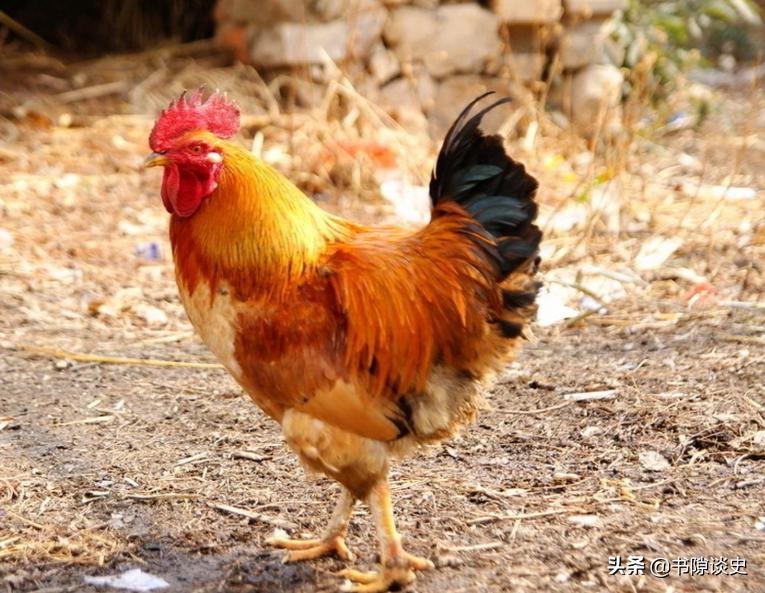 从出国公鸡到牝鸡司晨,鸡身上还有多少奇奇怪怪的知识?