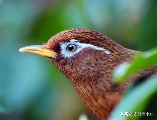 养画眉封笼好还是亮笼好,养画眉日常需要罩笼吗