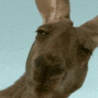 林更新配图闭嘴吧狗,林更新赵丽颖采访闭嘴