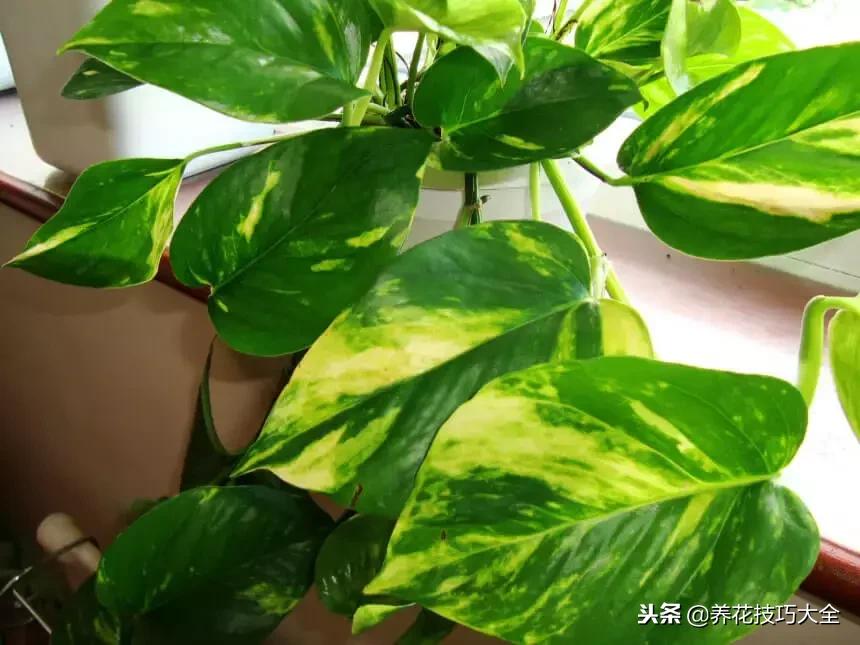 黄金葛大叶植物,黄金葛绿植
