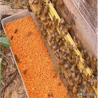 养蜂人给蜂吃什么食物最好,蜂粮是什么