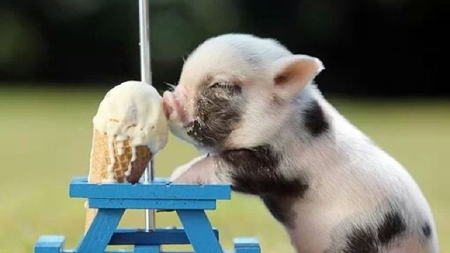 我是猪的对应数字,我是猪顺口溜