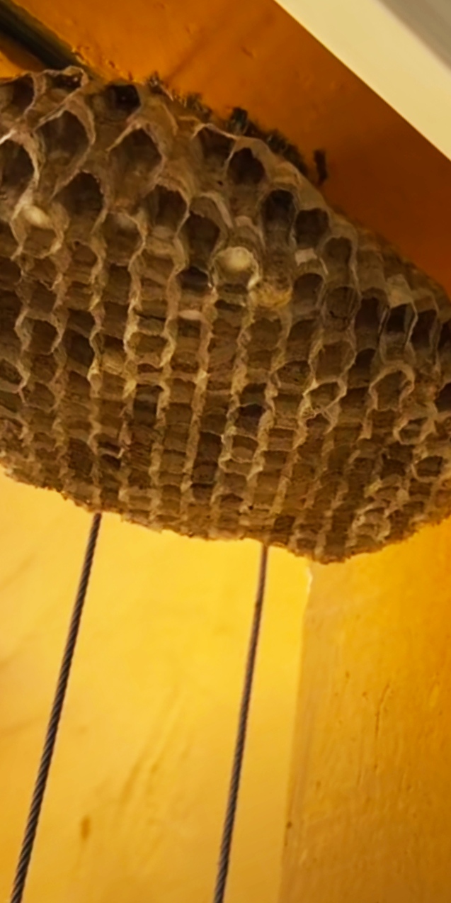 农村室内出现马蜂窝不要怕，3种方法轻松解决，注意安全操作