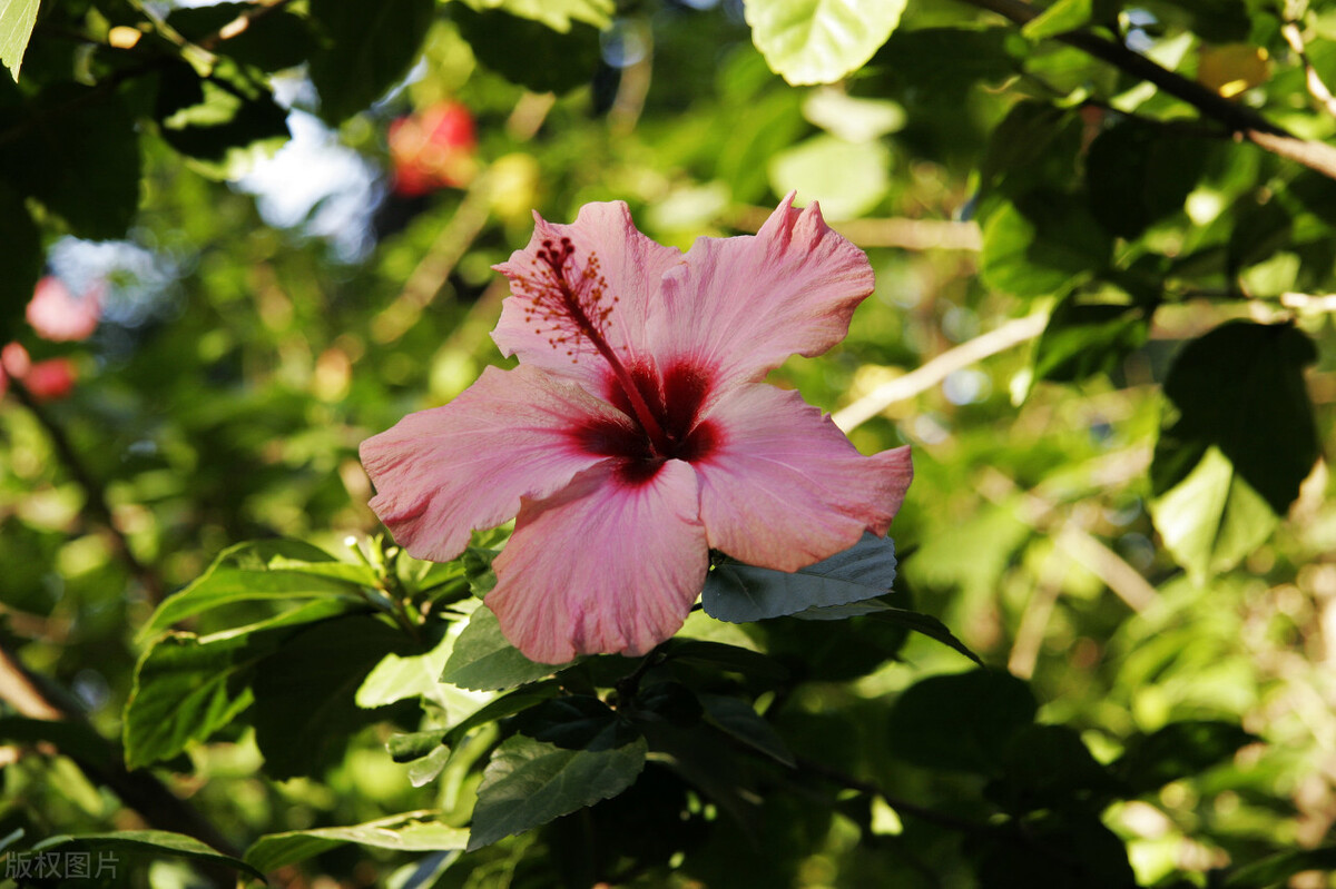 扶桑如何才能养好,扶桑为什么不能在家里养