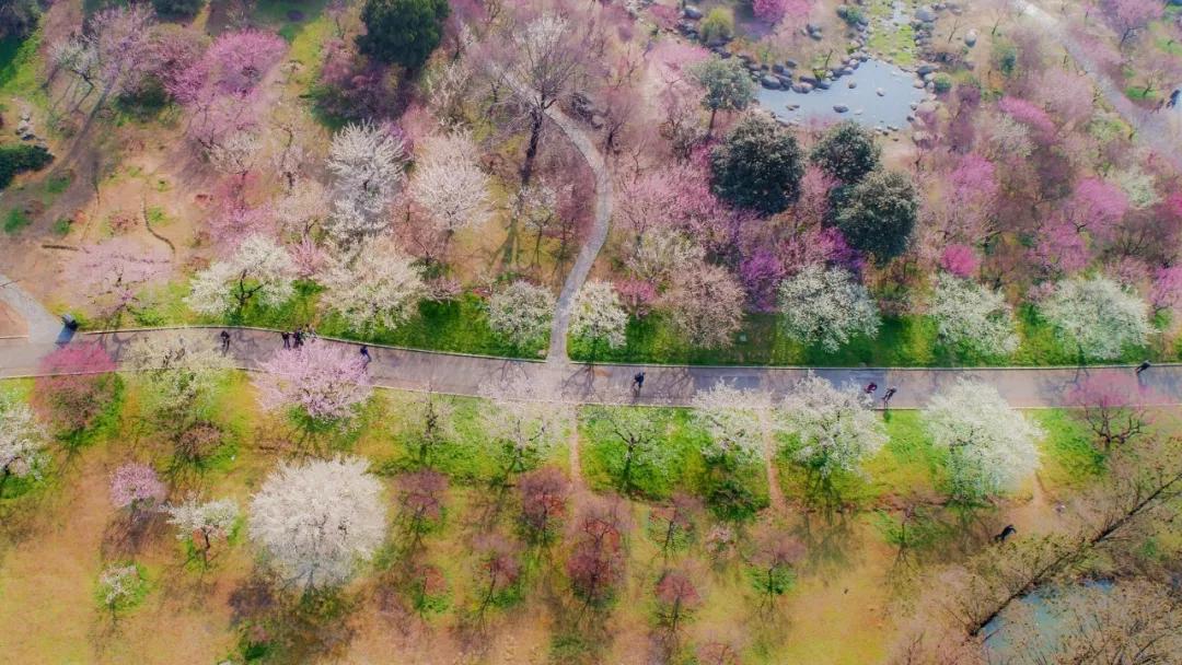 武汉封城第14天，有多少人忘了她到底有多美？