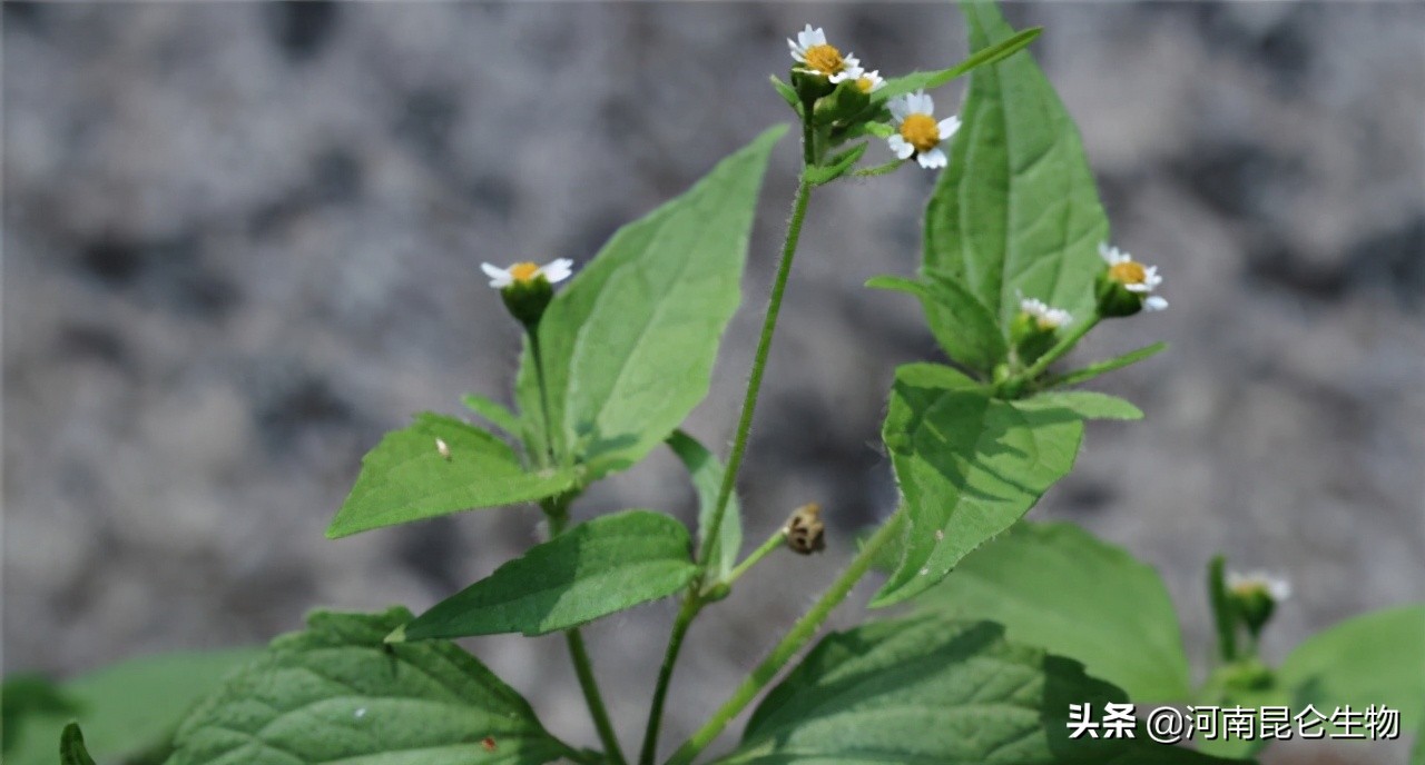 牛膝打什么叶面肥壮根,牛膝种植用什么化肥