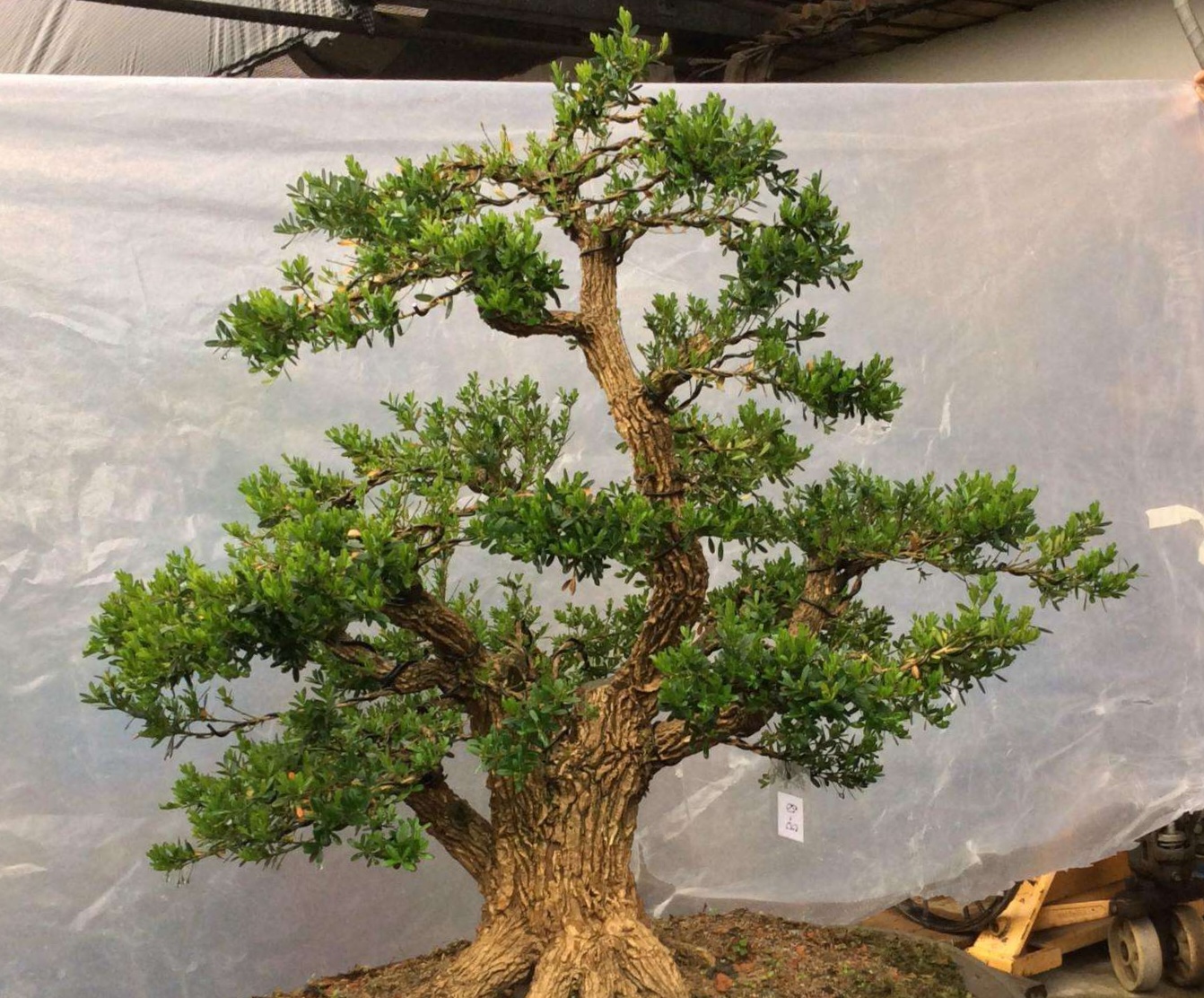 皱皮雀舌黄杨老杆不长芽怎么办,皱皮雀舌黄杨秃桩怎么这么难发芽