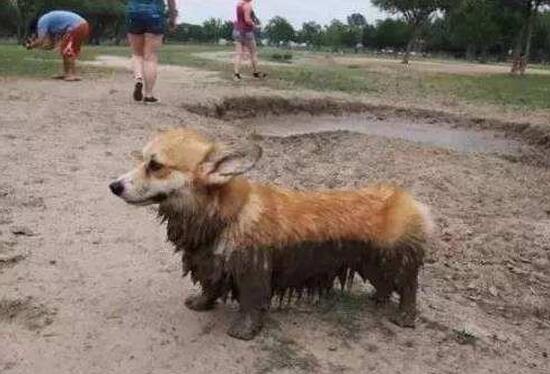 柯基犬体味跟拉布拉多比谁的重,柯基犬体味和掉毛严重吗