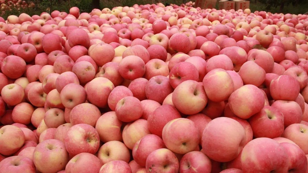 遵化优质苹果,墙裂安利最好看的剧