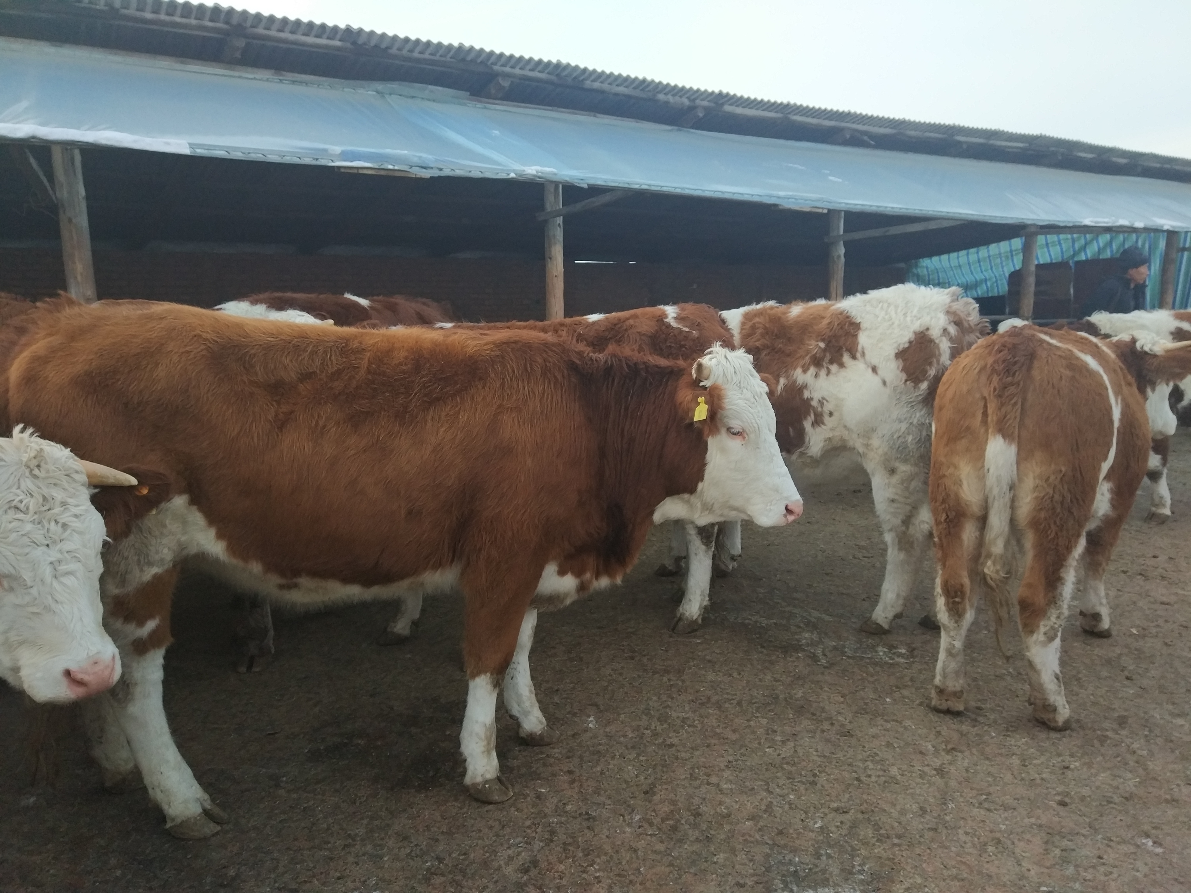 养牛南方到了冬天怎么办,牛舍冬天气温多少合适养牛