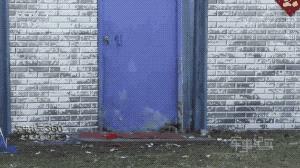 长得最像狼的狗,最帅狗