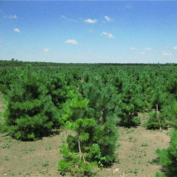 大兴安岭的樟子松,樟子松是什么树种