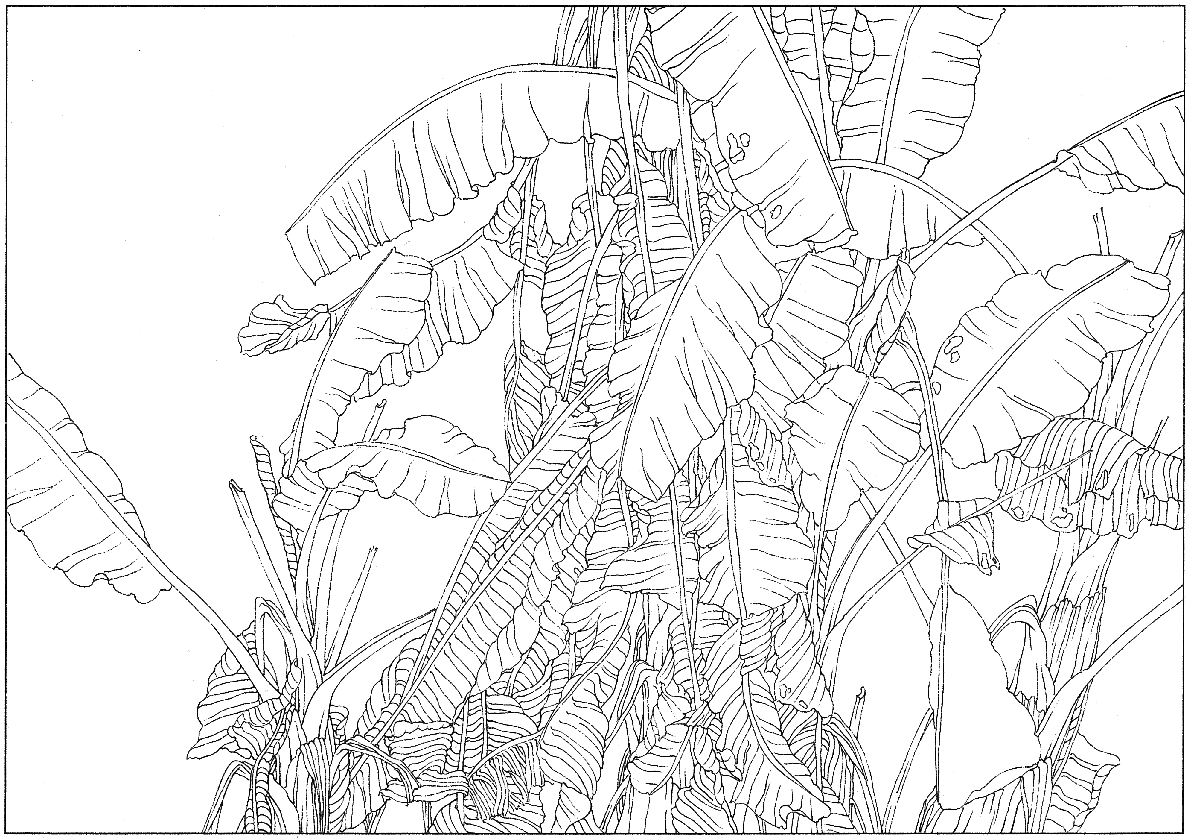 徐渭国画芭蕉作品,临摹徐渭墨梅芭蕉图