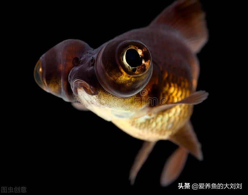 金鱼眼圈变黑怎么回事,为什么我的金鱼尾巴会变黑色