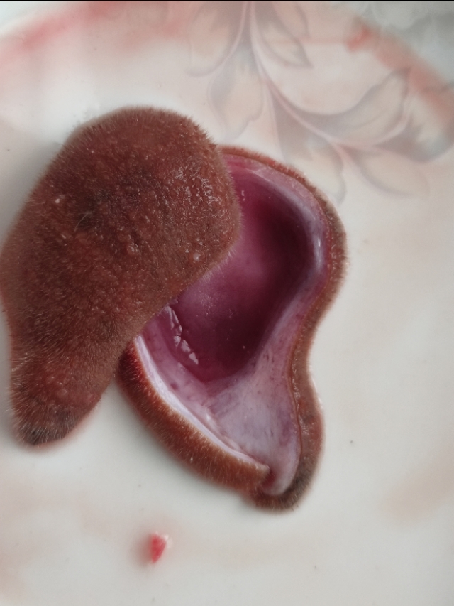 如何挑选购买鹿茸片,鹿茸片怎么挑选挑大的还是小的好