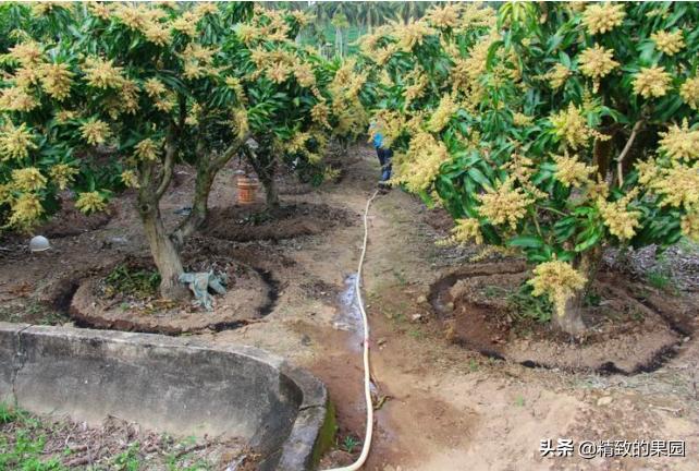 芒果落果严重怎么补救,芒果落花落果怎么防治