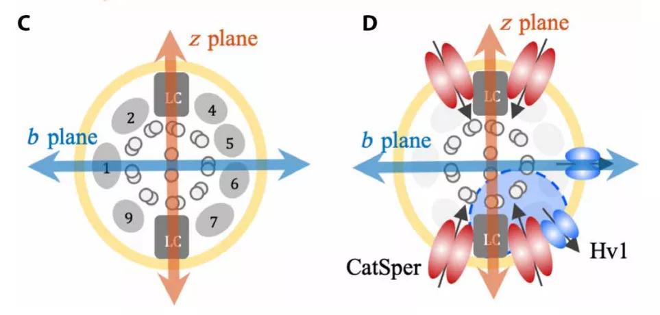人类的精子是如何产生的,科学家们首次发现精子的运动规律