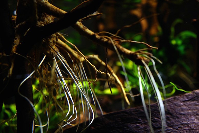 南美水族论坛推荐,南美水草造景论坛