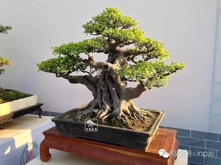 苍劲古朴挺拔有力的老桩盆景欣赏,老态龙钟盆景作品欣赏