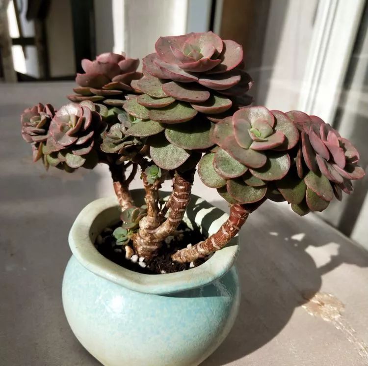 大四老学姐的寝室生活,养肉路上的真实感受