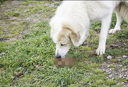 宠物行为习惯会跟主人一样吗,宠物的行为都是跟主人学的
