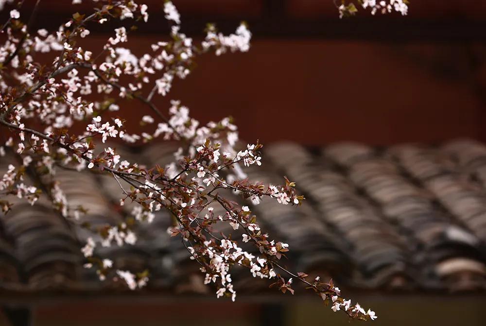 杭州美职学校风景,杭州美丽学校评选