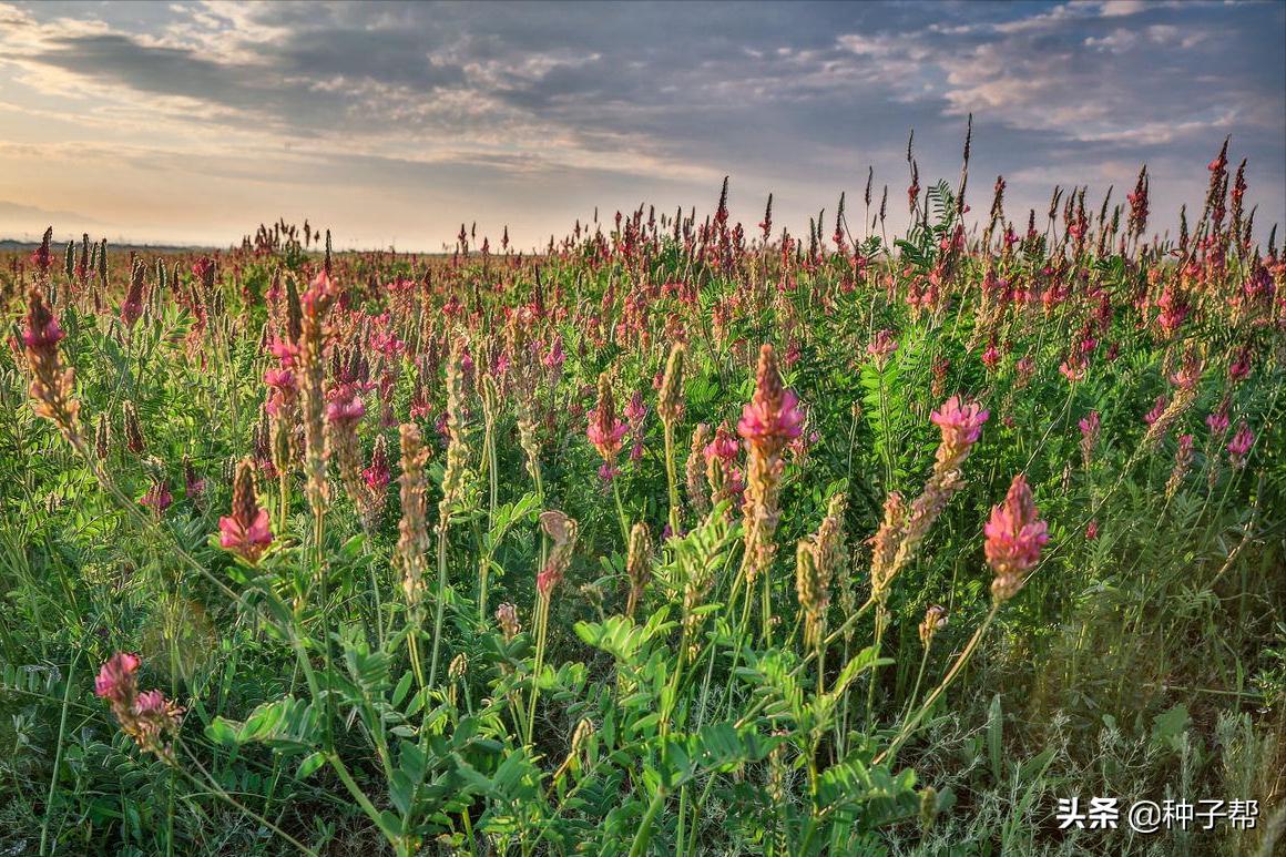 驴食草,驴喜欢吃哪些高产牧草