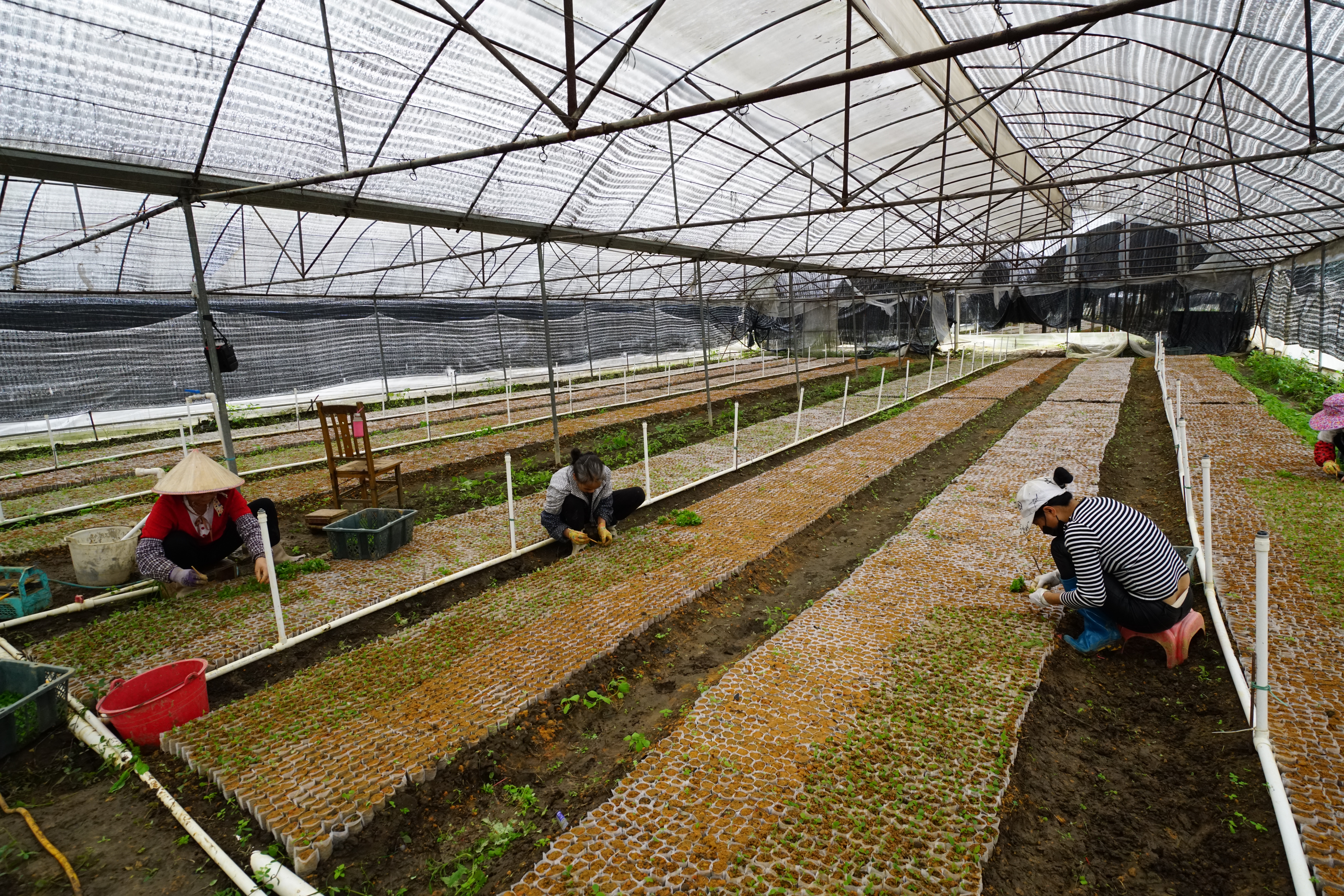 五指毛桃产业钦州,钦州灵山五指毛桃收购