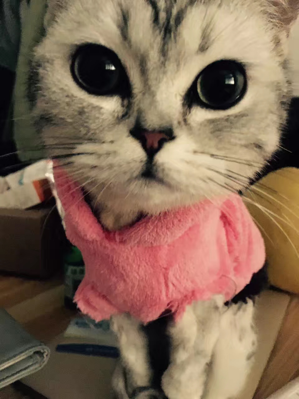 根治猫咪癣的特效药,治疗猫咪猫癣的中药方子