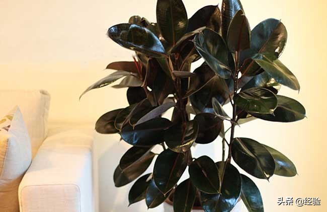 橡皮树黄叶掉叶是怎么回事,橡皮树掉叶的地方还能长出叶子吗