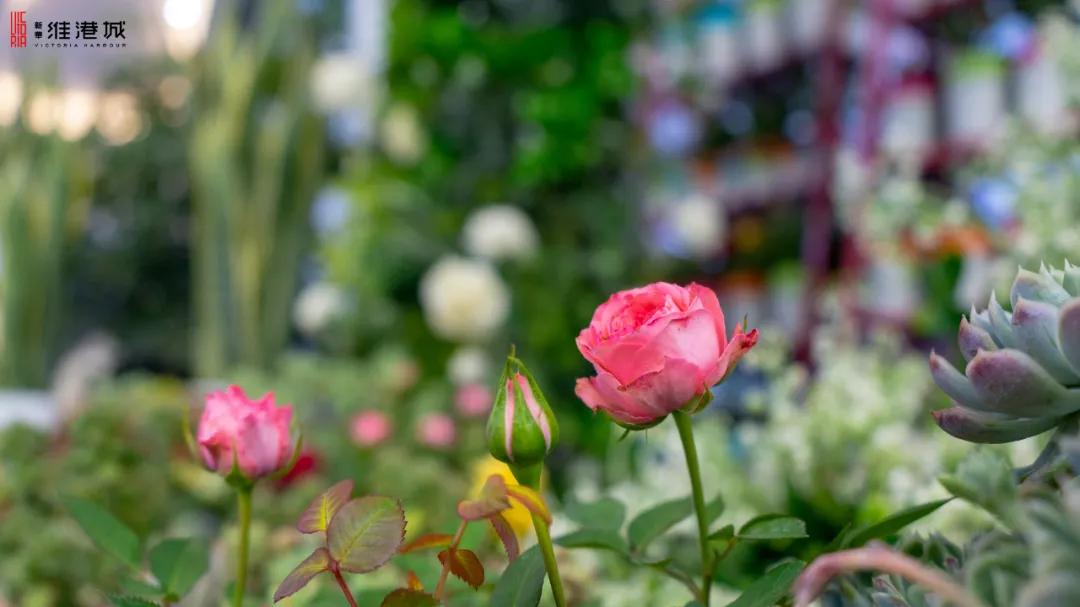 免费领!新华·维港城“绿色甜城”计划,业主免费领绿植