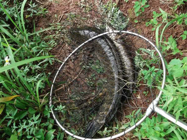 最好的钓黑鱼的方法,钓黑鱼的方法时间与技巧