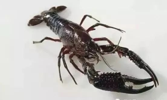 小龙虾的养殖技术和病害,小龙虾养殖相关资讯