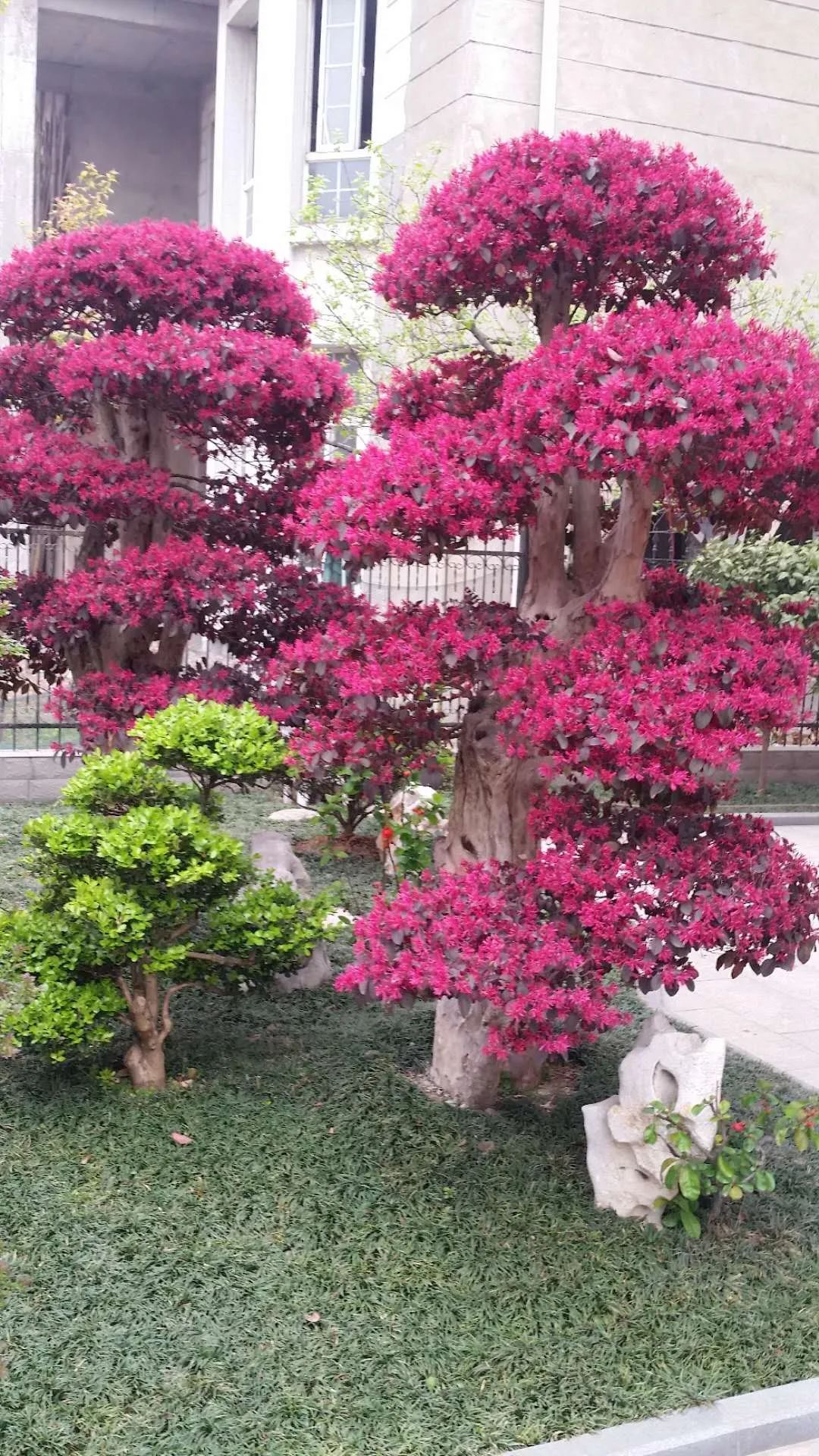 江阴新桥最美庭院,江苏江阴阳台风景